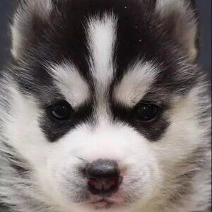 Meet your Posher chunping